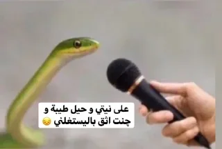 Телеграм стикер ☺️ @araseleg