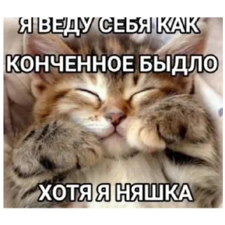 Telegram sticker 🐱 киннпечк