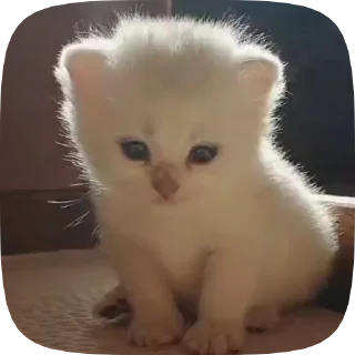 Video sticker 🥺 ♡ котики ♡ @hyungily :: @fStikBot