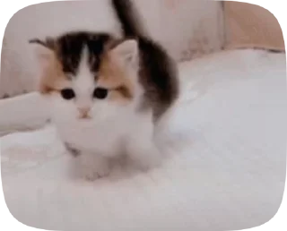 Video sticker 🥺 ♡ котики ♡ @hyungily :: @fStikBot