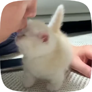 Video sticker 😘 ♡ котики ♡ @hyungily :: @fStikBot