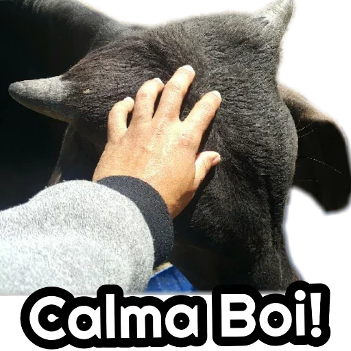 Telegram sticker 🌝 CHATCATRACALIVREFUTEBOLISTICA