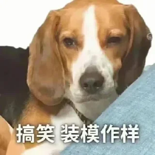 Video sticker 🌟 蛇皮宝贝1@Snake07 :: @fStikBot