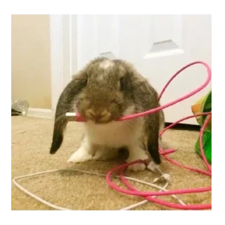 Telegram sticker 🐰 wonejo :: @fStikBot