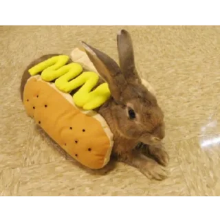 Telegram sticker 🐰 wonejo :: @fStikBot