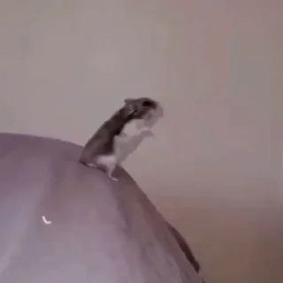 Video sticker 🐹 @VLAGA_STICK 👈 Там ВСЕ стикеры❤️