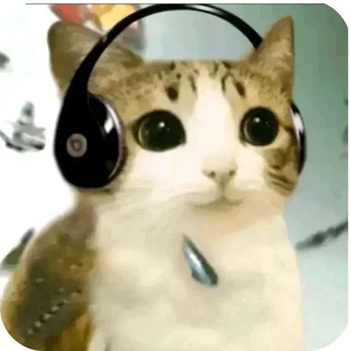 Telegram sticker 🐱 боде