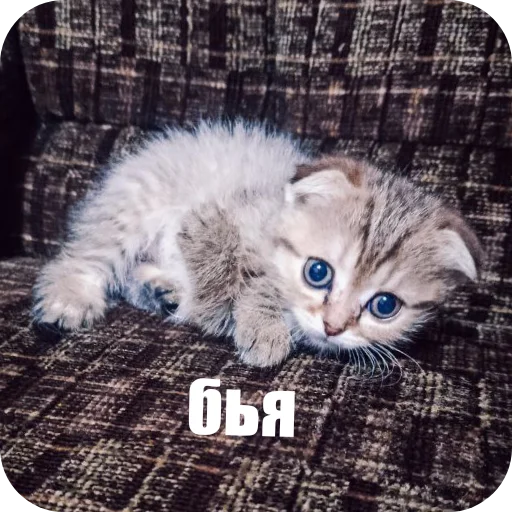 Sticker 🐱 боде