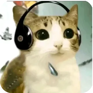 Video sticker 🐱 боде