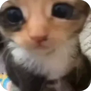 Video sticker 😳 боде
