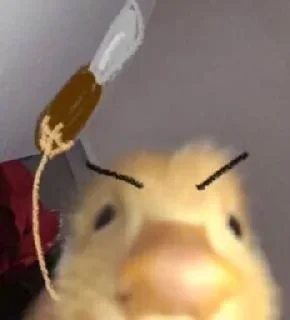 Video sticker 🤬 yeca memes
