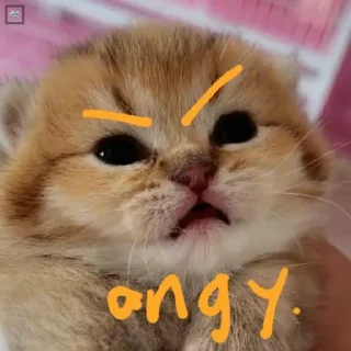 Video sticker 😠 yeca memes