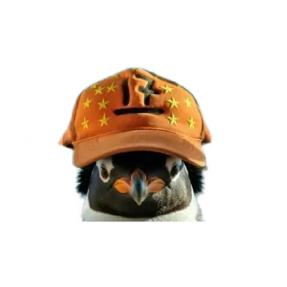 Video sticker 🐧 Stuff