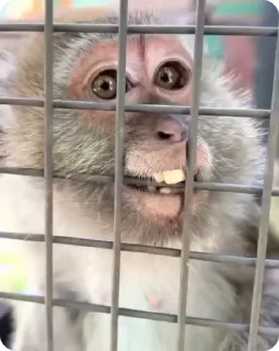 Video sticker 🌟 Султонов