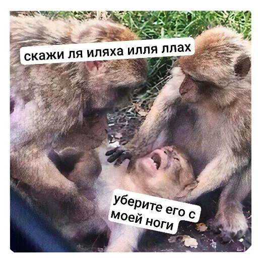 Telegram sticker 🖼 Кефир стикер пак.