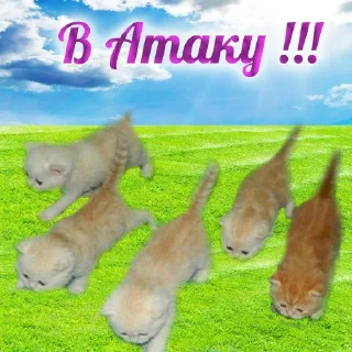 Telegram sticker 🫡 (@m4a34) Добрячки тут!!!