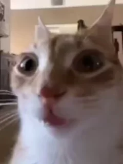 Video sticker 🙁 Cats :: @fStikBot