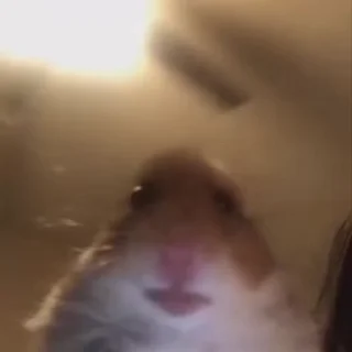 Video sticker 😐 Cats :: @fStikBot