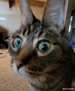 Video sticker 👀 Cats :: @fStikBot