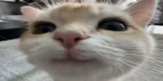 Video sticker 🙂 buh