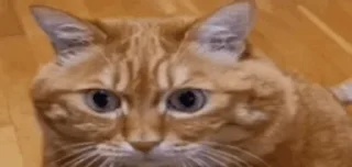 Video sticker 😱 buh