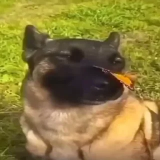 Телеграм стикер 🐶 Dark knight 2 @bat143