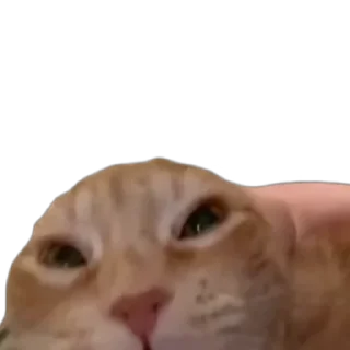 Video sticker 😂 Hunter