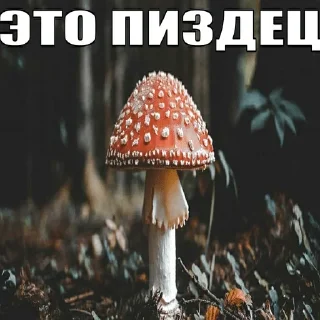 Telegram sticker 🤯 Пиздите, разрешаю :: @fStikBot