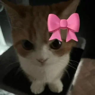 Telegram sticker 🌟 @chatino_1bot