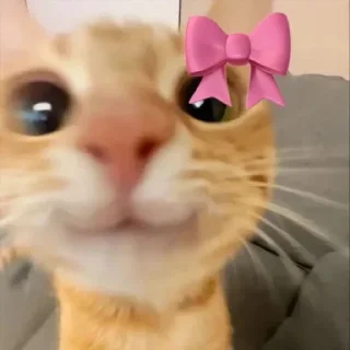 Telegram sticker 🌟 @chatino_1bot