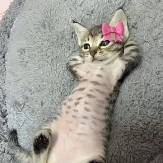 Video sticker 🌟 @chatino_1bot