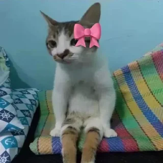 Telegram sticker 🌟 @chatino_1bot