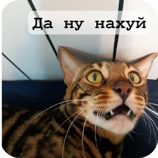 Video sticker 😱 Ебланки