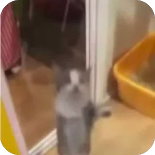 Video sticker 😂 CAT MEMES