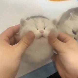 Video sticker 🐈 Больше стикеров тут: @stikery_emodzi_memy