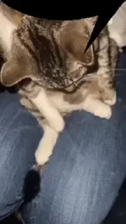 Video sticker 🐈 Больше стикеров тут: @stikery_emodzi_memy