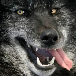 Telegram sticker 🐺 joder alguien respeteme