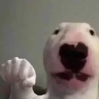 Telegram sticker 🐶 joder alguien respeteme