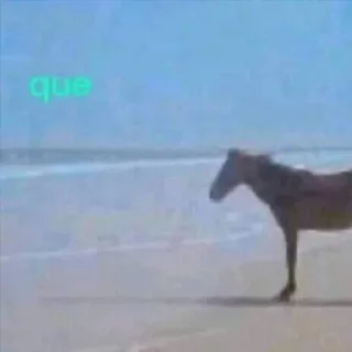 Telegram sticker 🐎 joder alguien respeteme