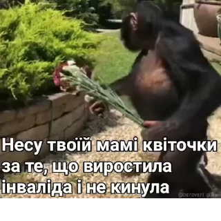 Video sticker ♿️ Мавпи by @bazovani_gifky