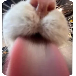 Telegram sticker 😛 Car 👍