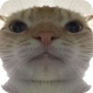 Telegram sticker 😐 Car 👍