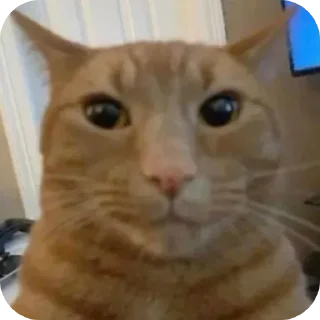 Telegram sticker 🐱 Car 👍