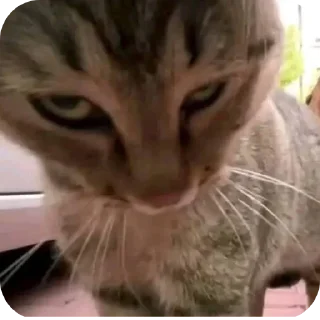 Telegram sticker 😾 Car 👍