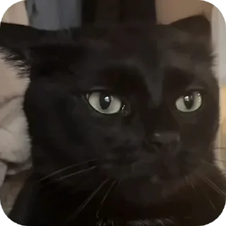 Video sticker 🐱 Car 👍