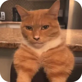 Telegram sticker 🐱 Car 👍