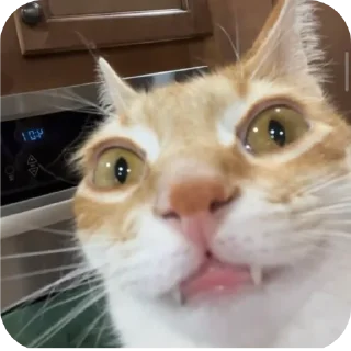 Telegram sticker 🐱 Car 👍