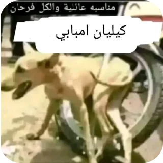 Video sticker 👍 Lolita 😘