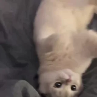 Video sticker 😡 °•Cute cats•° 🥰 @cute_cat_stickers @StellarLadyy — @stckrRobot