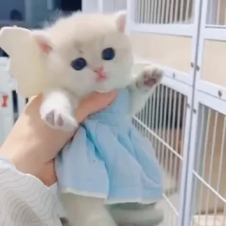 Video sticker 😺 °•Cute cats•° 🥰 @cute_cat_stickers @StellarLadyy — @stckrRobot